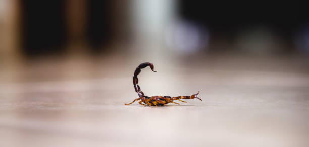 Tityus bahiensis, also known as black scorpion, is a species of scorpion from eastern and central Brazil. Measures 6 cm in length, has very dark coloration and brown paws. stock photo