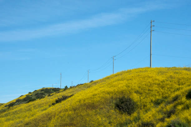 Telephone Poles and Wild Mustard