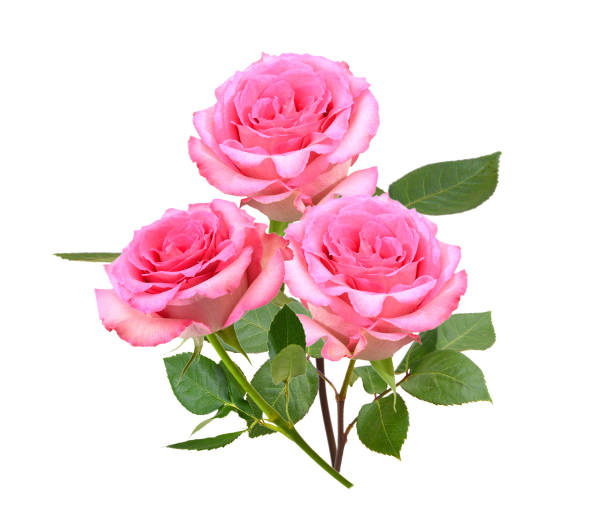 istock Bunch of rosy roses isolated on white 1485463357