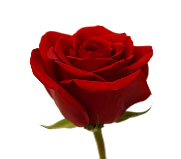 istock Bunch of rosy roses isolated on white 1485463390