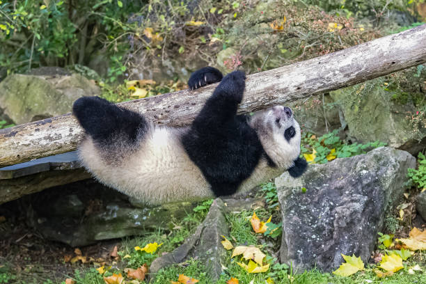 istock A baby giant panda hanging 1485463432