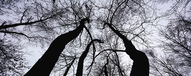 Black silhouettes of tall trees with bare branches growing in forest against clear sky bottom low angle view