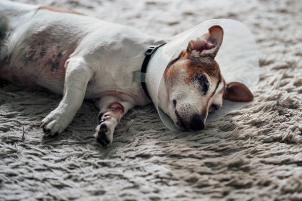 istock Elderly sick dog Jack russell terrier wearing white plastic medical cone 1485463595