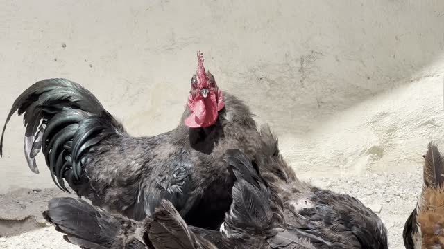 black chicken rooster