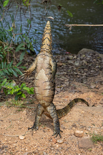Large water monitor lizard looking for food on the brink of a small stream in Girithale in the North Central Province in the central Sri Lanka