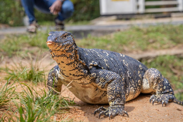 istock Varanus salvator or common water monitor 1485465549