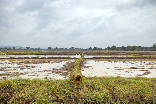 Flooded rice fields under a cloudy sky outside Trincomalee in the Eastern Province in Sri Lanka