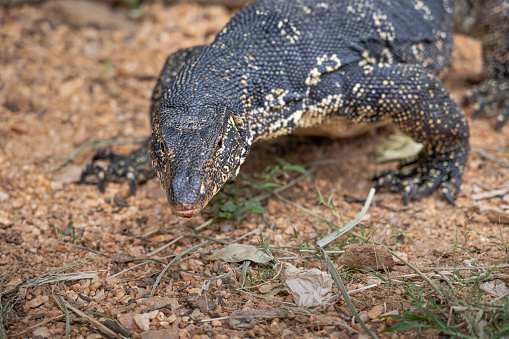 Large water monitor lizard looking for food on the brink of a small stream in Girithale in the North Central Province in the central Sri Lanka