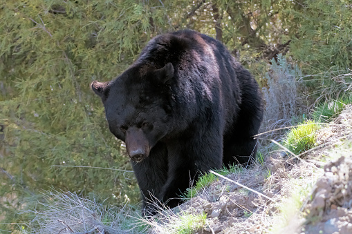 Large Black Bear in the Yellowstone Ecosystem in western USA, North America. Nearest cities are Gardiner, Cooke City, Livingston, Bozeman and Billings, Montana, Denver, Colorado and Salt Lake City, Utah