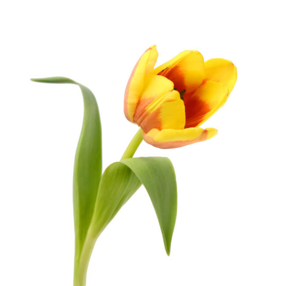 istock Tulip flowers  isolated on white 1485466573