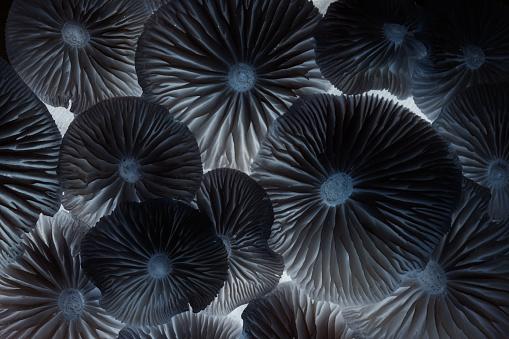 Inverted caps of wild mushrooms of black color. Abstract macro background.