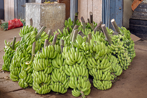 Huge pile of green bananas at the vegetable market in Dambulla in the Central Province in Sri Lanka