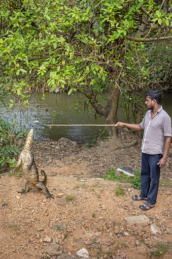 Girithale, North Central Province, Sri Lanka - February 27th 2023:  Man feeding fish to a large water monitor lizard to show it to the passing tourists
