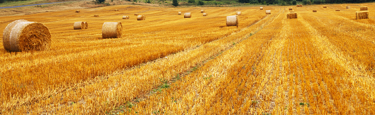 Beautiful landscape with hay straw bales after harvest in summer. Haystacks on the field. bannerBeautiful landscape with hay straw bales after harvest in summer. Haystacks on the field