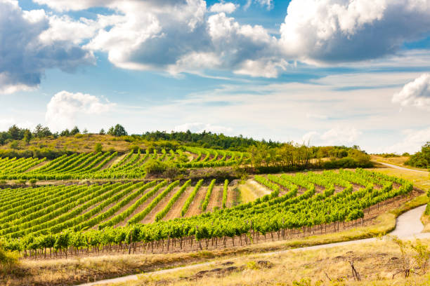 istock landscape with vineyards near Retz, Lower Austria, Austria 1485469132