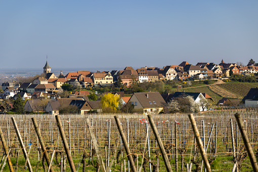 Vineyard with Zellenbergr, Alsace, France