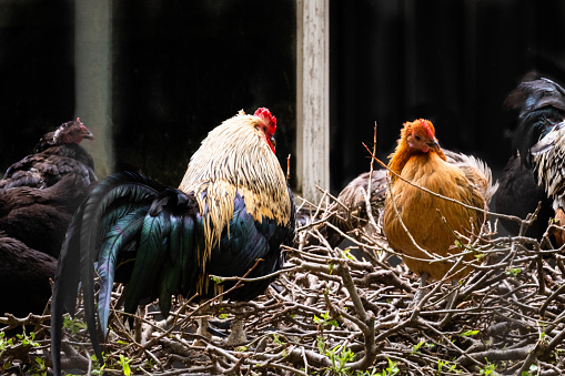 A Rooster And Chickens On The farm