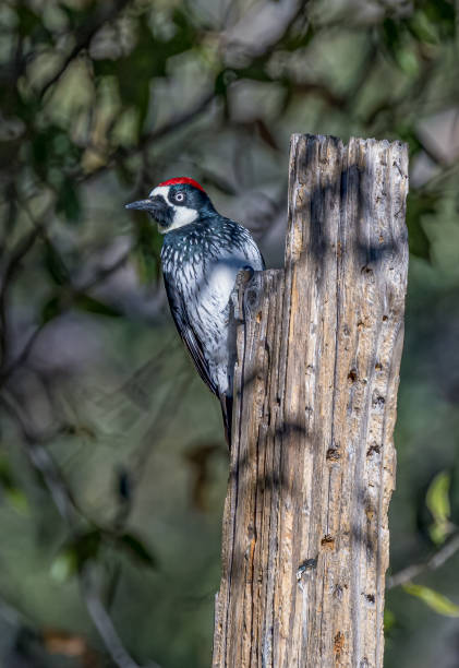 The acorn woodpecker (Melanerpes formicivorus) is a medium-sized woodpecker. Madera Canyon is a canyon in the northwestern face of the Santa Rita Mountains, twenty-five miles southeast of Tucson, Arizona. As part of the Coronado National Forest, el pájaro carpintero bellota (melanerpes formicivorus) es un pájaro carpintero de tamaño mediano. madera canyon es un cañón en la cara noroeste de las montañas de santa rita, veinticinco millas al sureste de tucson, arizona. como parte del bosque nac