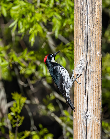 The acorn woodpecker (Melanerpes formicivorus) is a medium-sized woodpecker. Madera Canyon is a canyon in the northwestern face of the Santa Rita Mountains, twenty-five miles southeast of Tucson, Arizona. As part of the Coronado National Forest,