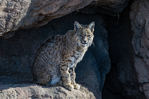 Two Lynx in the snow. Wildlife scene from winter nature. Wild animal in the natural habitat