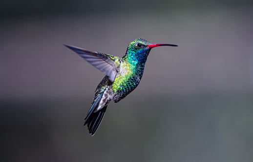 The broad-billed hummingbird (Cynanthus latirostris) is a small-sized hummingbird that resides in Mexico and the southwestern United States. Madera Canyon is a canyon in the northwestern face of the Santa Rita Mountains, twenty-five miles southeast of Tucson, Arizona. As part of the Coronado National Forest.