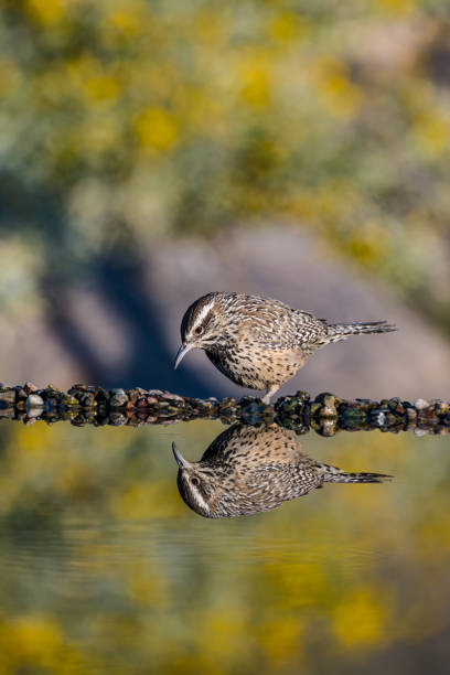 The cactus wren (Campylorhynchus brunneicapillus) is a species of wren that is endemic to the deserts of the southwestern United States and northern and central Mexico. It is the state bird of Arizona, and the largest wren in the United States. Sonoran Desert, Arizona. Reflection. campylorhynchus brunneicapillus es una especie de ave paseriforme de la familia campylorhynchidae endémica de los desiertos del suroeste de los estados unidos y del norte y centro de méxico. es el ave del estado de arizona, y el ratonero más grande de l