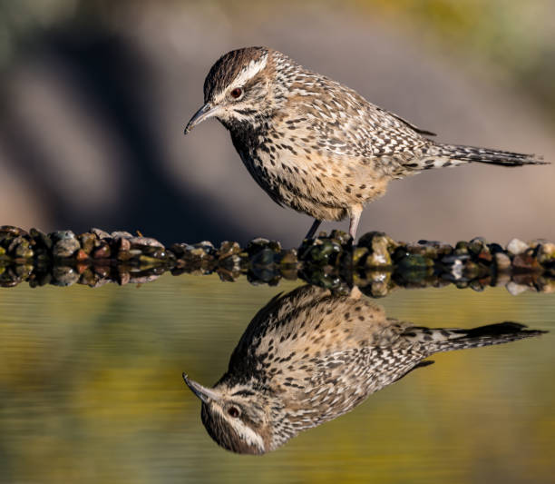 The cactus wren (Campylorhynchus brunneicapillus) is a species of wren that is endemic to the deserts of the southwestern United States and northern and central Mexico. It is the state bird of Arizona, and the largest wren in the United States. Sonoran Desert, Arizona. Reflection. campylorhynchus brunneicapillus es una especie de ave paseriforme de la familia campylorhynchidae endémica de los desiertos del suroeste de los estados unidos y del norte y centro de méxico. es el ave del estado de arizona, y el ratonero más grande de l