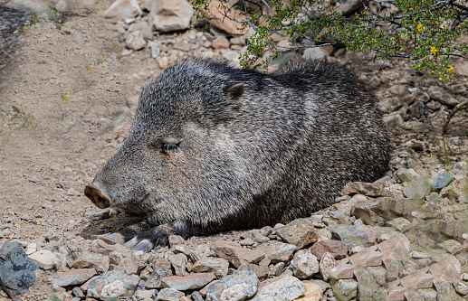 The collared peccary (Dicotyles tajacu) is a species of artiodactyl (even-toed) mammal in the family Tayassuidae found in North, Central, and South America. It is the only member of the genus Dicotyles. They are commonly referred to as javelina, saíno, or báquiro. Sonoran Desert,  Arizona.