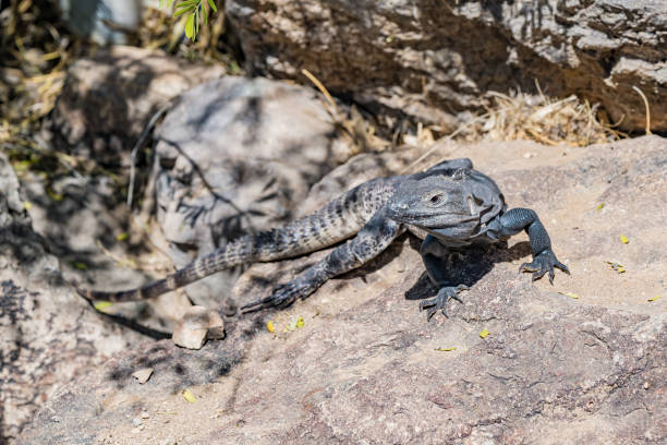Sauromalus ater, also known as the common chuckwalla, is a species of lizard in the family Iguanidae. It inhabits the Sonoran and Mojave Deserts of the Southwestern United States and northwestern Mexico. Arizona. Sauromalus ater, also known as the common chuckwalla, is a species of lizard in the family Iguanidae. It inhabits the Sonoran and Mojave Deserts of the Southwestern United States and northwestern Mexico. Arizona. sauromalus ater stock pictures, royalty-free photos & images
