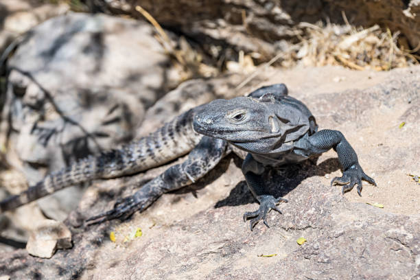 Sauromalus ater, also known as the common chuckwalla, is a species of lizard in the family Iguanidae. It inhabits the Sonoran and Mojave Deserts of the Southwestern United States and northwestern Mexico. Arizona. Sauromalus ater, also known as the common chuckwalla, is a species of lizard in the family Iguanidae. It inhabits the Sonoran and Mojave Deserts of the Southwestern United States and northwestern Mexico. Arizona. sauromalus ater stock pictures, royalty-free photos & images