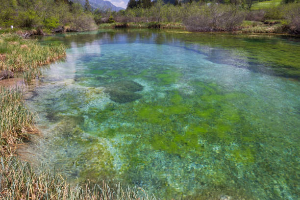 istock Spring landscape in Zelenci, Slovenia 1485473917