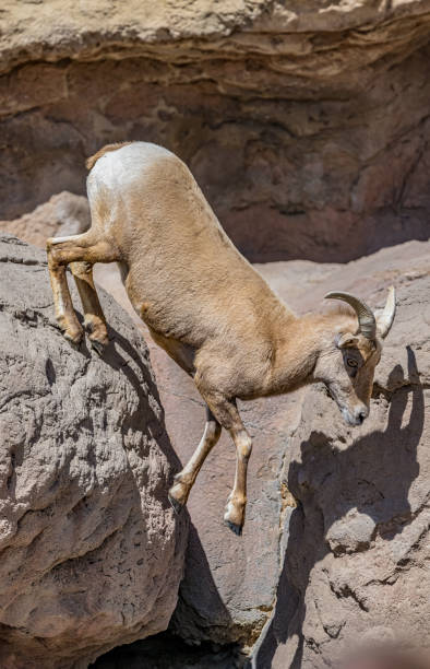 le mouflon d’amérique du désert (ovis canadensis nelsoni) est une sous-espèce de mouflon d’amérique (ovis canadensis) originaire des déserts des régions intermontagneuses de l’ouest et du sud-ouest des états-unis, ainsi que du nord-ouest du me - bighorn sheep sonoran desert animal sheep photos et images de collection