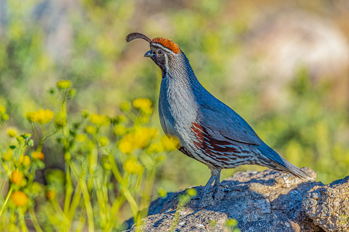 Gambel's quail (Callipepla gambelii) is a small ground-dwelling bird in the New World quail family. It inhabits the desert regions of Arizona, California, Colorado. Sonoran Desert, Arizona. Galliformes,  	Odontophoridae.