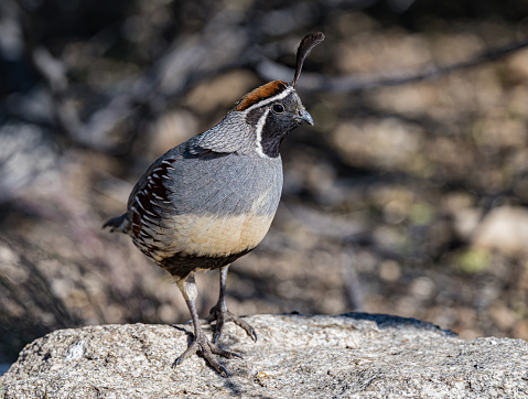 Gambel's quail (Callipepla gambelii) is a small ground-dwelling bird in the New World quail family. It inhabits the desert regions of Arizona, California, Colorado. Sonoran Desert, Arizona. Galliformes,  \tOdontophoridae.