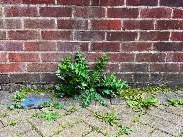 Photo of Weeds growing up through bricks in a garden