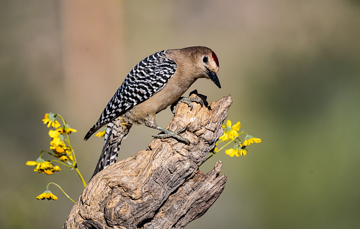 The Gila woodpecker (Melanerpes uropygialis) is a medium-sized woodpecker of the desert regions of the southwestern United States and western Mexico. In the U.S., they range through southeastern California, southern Nevada, Arizona, and New Mexico.