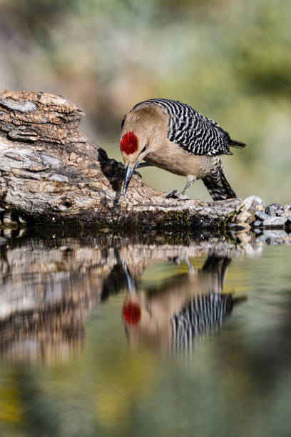 The Gila woodpecker (Melanerpes uropygialis) is a medium-sized woodpecker of the desert regions of the southwestern United States and western Mexico. In the U.S., they range through southeastern California, southern Nevada, Arizona, and New Mexico. Reflection. el carpintero de gila (melanerpes uropygialis) es un pájaro carpintero de tamaño mediano de las regiones desérticas del suroeste de los estados unidos y el oeste de méxico. en los estados unidos, se extienden por el sureste de california, el sur de nev