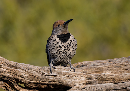 The gilded flicker (Colaptes chrysoides) is a large-sized woodpecker. Mearns' gilded flicker, Colaptes chrysoides mearnsi, resides in extreme southeastern California to Arizona and northwestern Mexico. Sonoran Desert, Arizona.