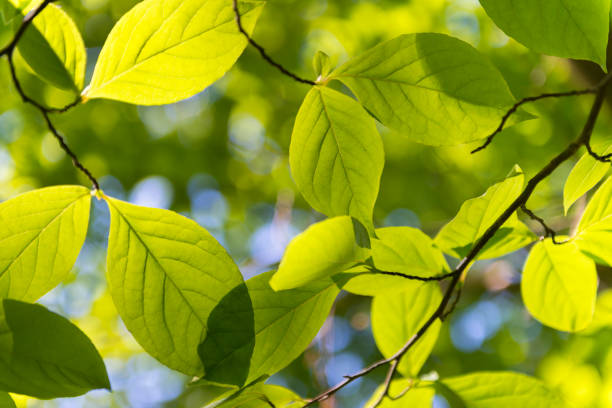 istock Green leaves of Stewartia pseudocamellia 1485474849