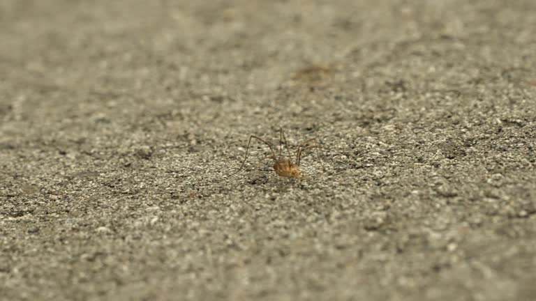 Closeup of a brown spider moving on gray rocky surface