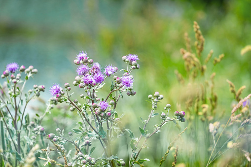 Soft Green Background With Purple Thistle Flowers