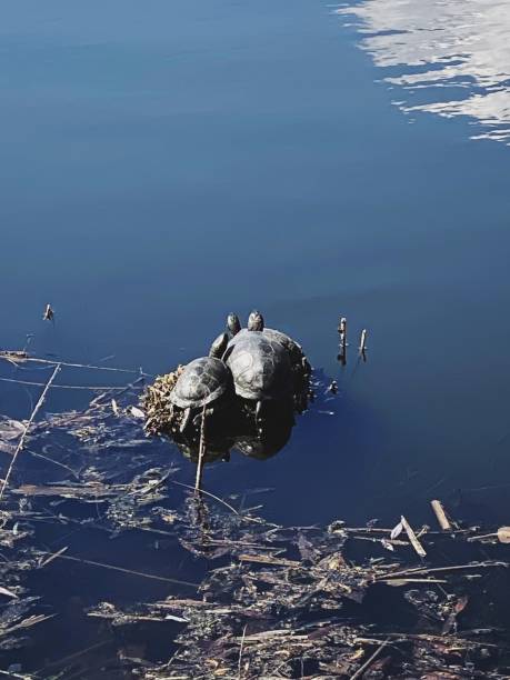 istock turtles bask in the sun on the river 1485476970