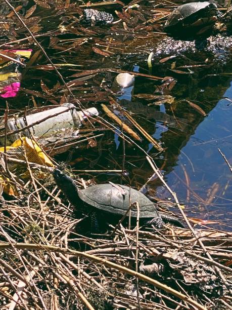 istock turtles bask in the sun on the river 1485477389