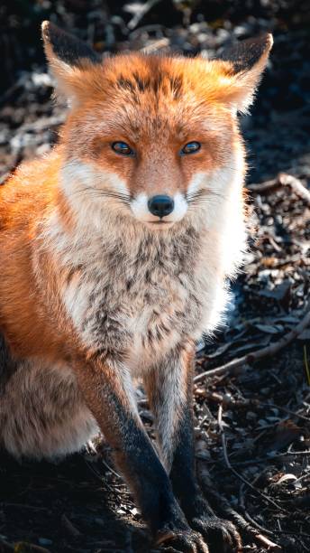 istock Vertical closeup of a furry fox looking at the camera 1485478015