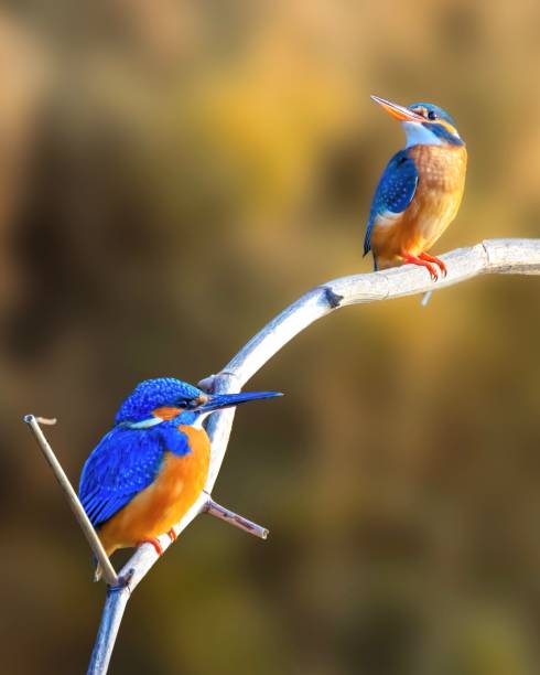 istock Vertical closeup of kingfishers perched on a tree branch 1485478027