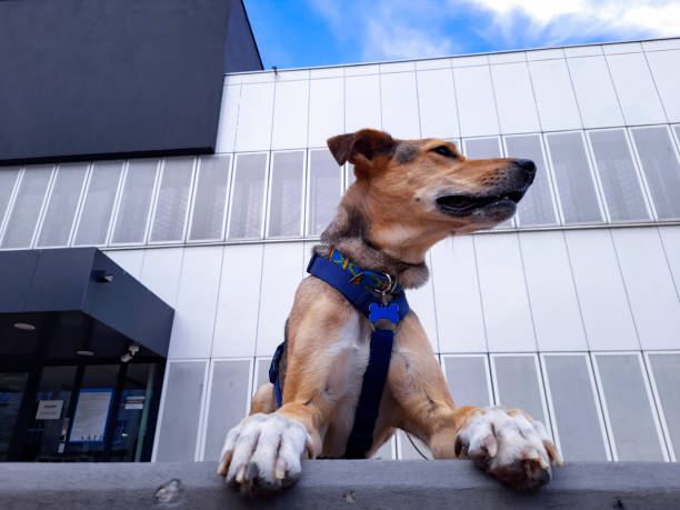 Dog in front of modern building. City pets.