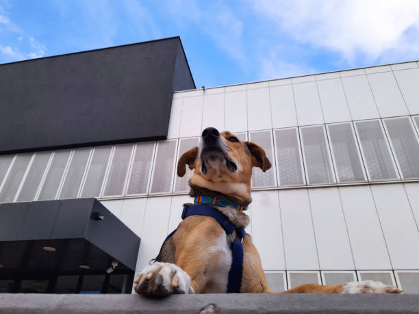 istock Dog in business district. City pets. 1485480110