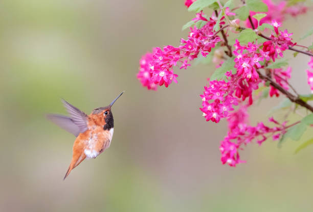 istock Rufous Hummingbird and flower 1485482384