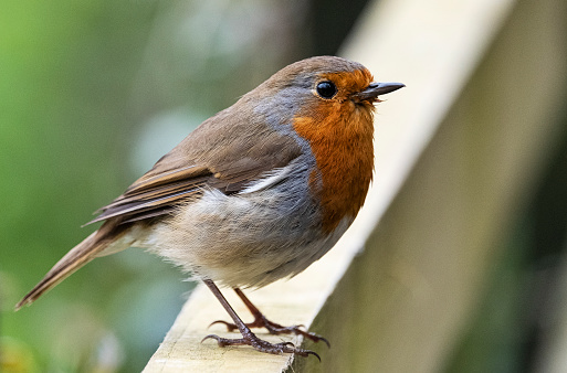 European robin (Erithacus rubecula), the national bird of the United Kingdom, perching on a tree stump in winter.