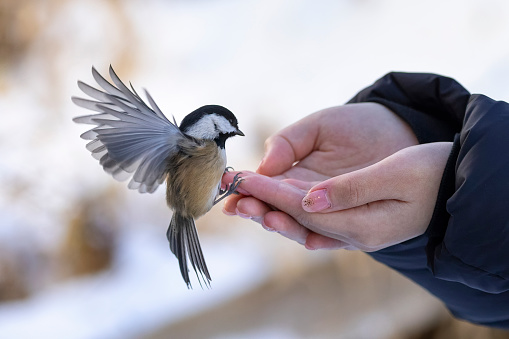 Hand feeding a Black capped chickadee bird at Vancouver BC Canada